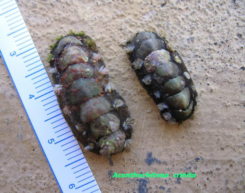 chiton?